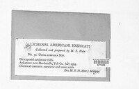 Usnea subfusca image
